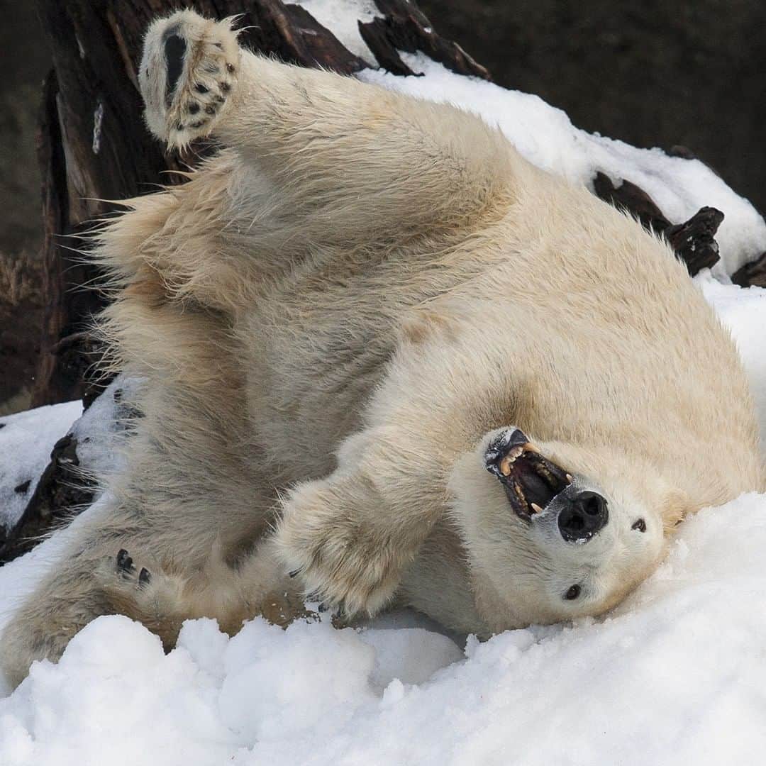 San Diego Zooさんのインスタグラム写真 - (San Diego ZooInstagram)「San Diego's Friday forecast is looking beary chill. ❄️ Our great white bears are waking up to 17 tons of fresh powder on June 7! Click the link in our bio for details. #KingsoftheNorth #snowday #SanDiego #sandiegozoo #sandiegoevents #polarbears」6月4日 4時06分 - sandiegozoo