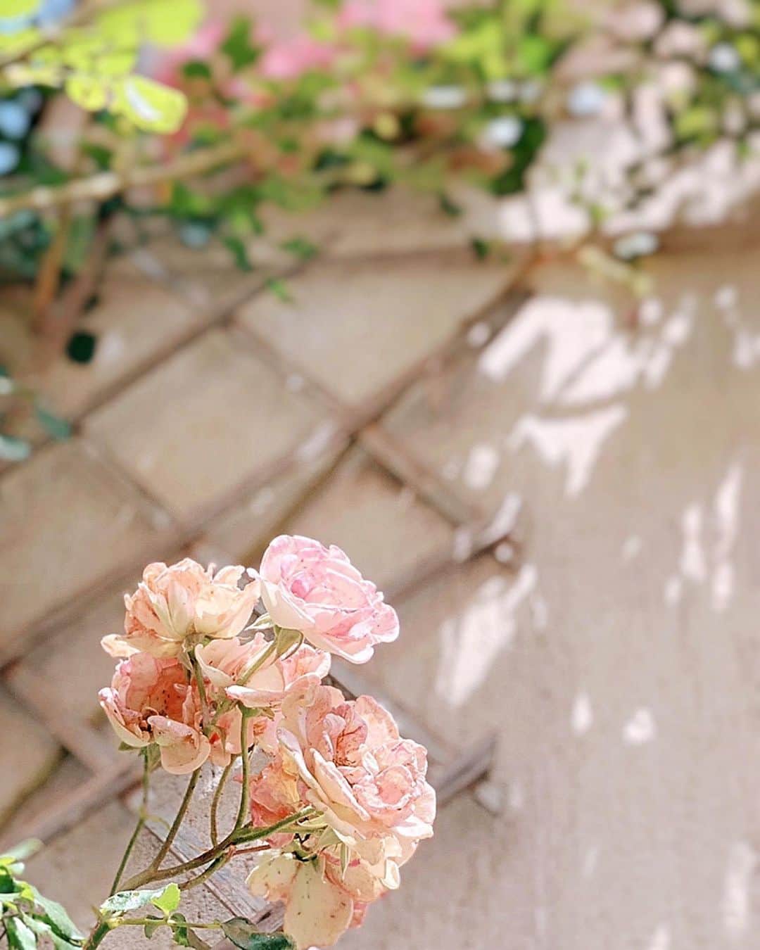 Yuka Kaedeさんのインスタグラム写真 - (Yuka KaedeInstagram)「…♡ * * * #flower_daily#floweraddict#flowerlove」6月4日 4時32分 - _asyuka_
