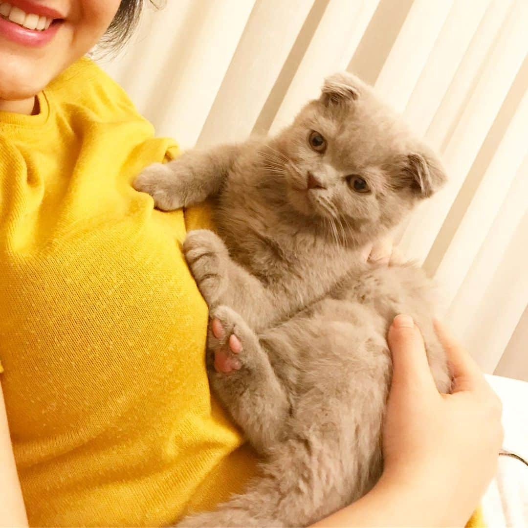 minik_catsのインスタグラム：「Özledikkk 😍😍 . . . #vscofilter #vscoturkey #cat #cats #catsofinstagram #catsoftheday #catslover #cats_of_instagram #cats_of_day #catsfollowers #catlovers #catstagram #scottishfold #scottishstraight #kitten #baby #my #boy」