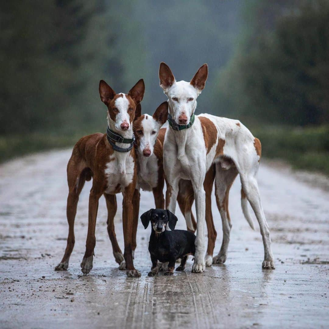 DogsOf Instagramさんのインスタグラム写真 - (DogsOf InstagramInstagram)「“My smallest and oldest dog got just diagnosed with cancer. We treasure every moment we have left with this gang ❤️🐾” writes @kristiinatammik // Wishing you the best Athena and family! 😢 Please help us in sending lots of love to Athena ❤️ ❤️ ❤️」6月4日 5時13分 - dogsofinstagram