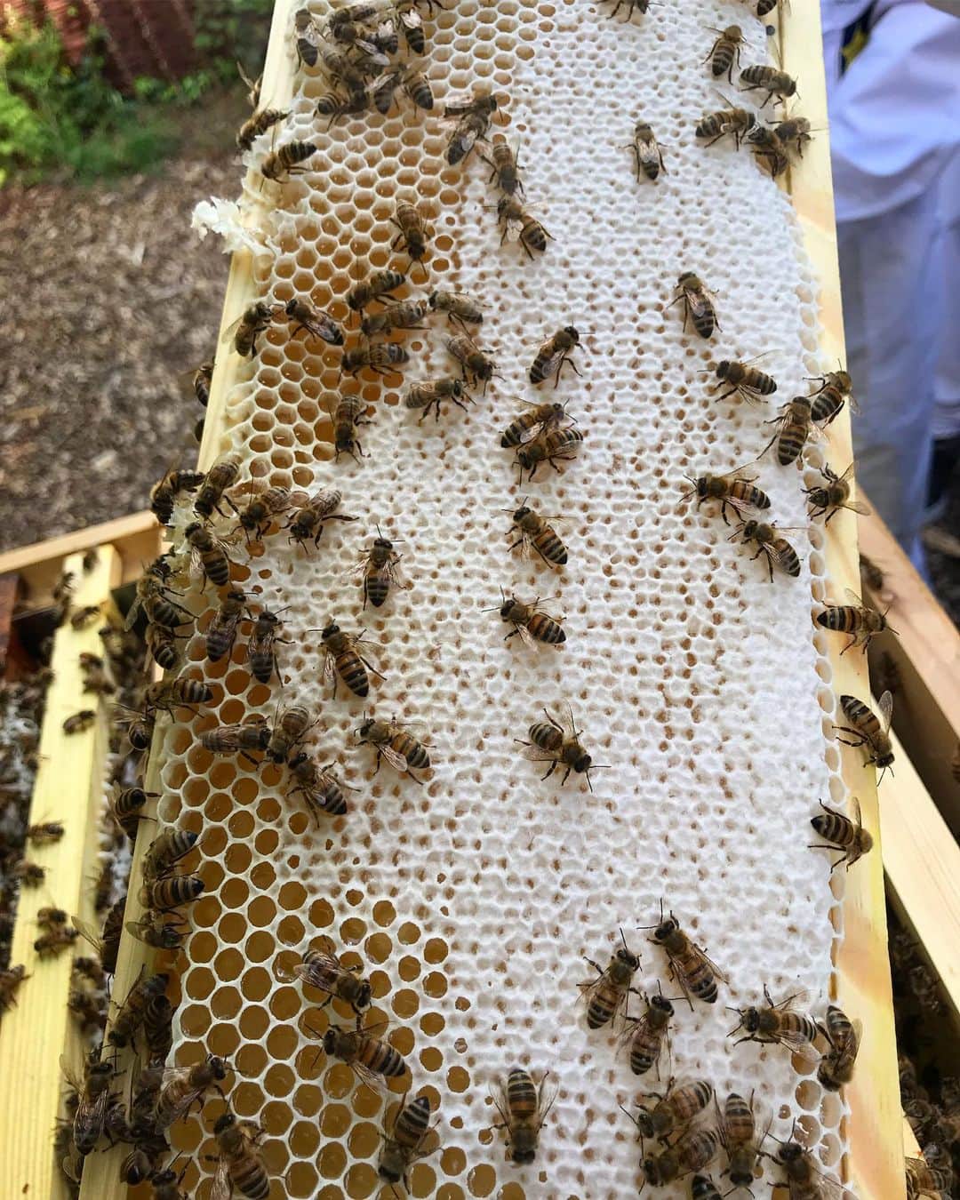 Neal's Yard Remediesさんのインスタグラム写真 - (Neal's Yard RemediesInstagram)「#MakeADifferenceMonday 🐝🐝🐝 Neal’s Yard Remedies HQ paid a visit to @beesforbusiness for a community day to see their organic farm and help out! Soil Association and Carbon Neutral certified, in just two years they’ve made a pollinator haven 🐝 head over to our stories to see what we got up to 💙」6月4日 5時41分 - nealsyardremedies