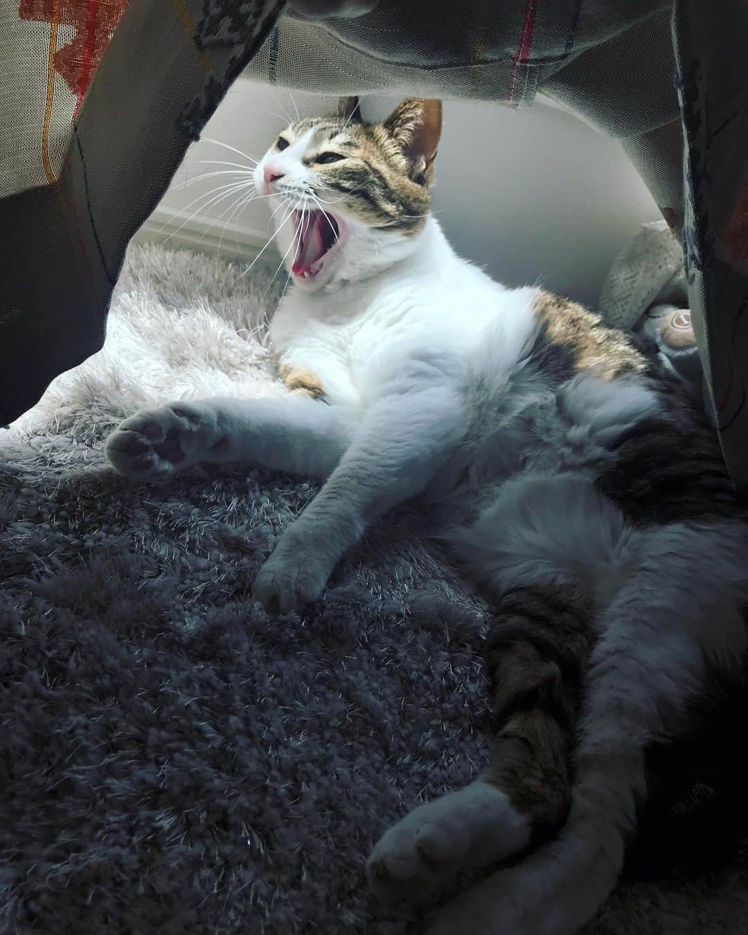 秋吉織栄（宮内かれん）さんのインスタグラム写真 - (秋吉織栄（宮内かれん）Instagram)「足みーっけ☺️❤️ 頭隠して足隠さず🐾👀❣️❣️ かわいいなぁ💕  めくったら…（笑）  おはよー😊❤️ #おはようございます  #goodmorning  #cat  #猫  #猫のいる暮らし」6月4日 5時56分 - orie.oliiiiie.olivia