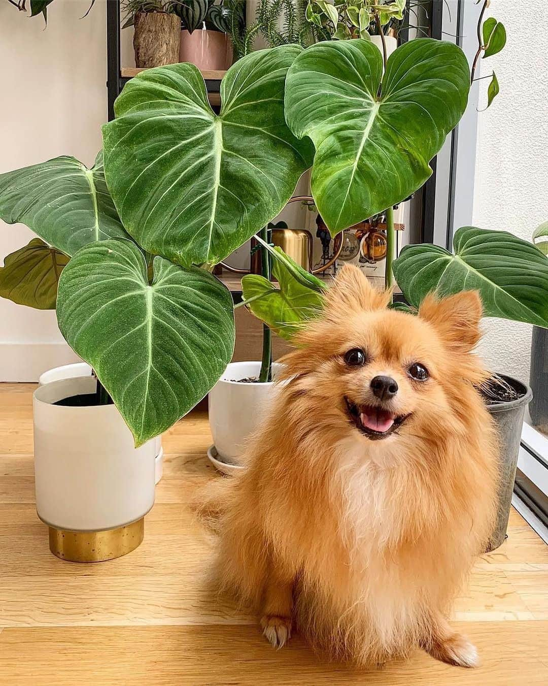 ELLE Magazineさんのインスタグラム写真 - (ELLE MagazineInstagram)「Are you a plant mom or a dog mom? 🌱 or 🐶 #Regram @lushlittlejungle」6月4日 6時00分 - elleusa