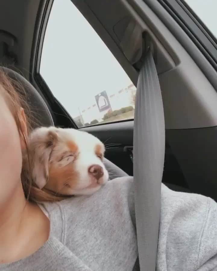 DogsOf Instagramのインスタグラム：「“Momma’s shoulders is the comfiest place to nap” writes @miniaussietika  #dogsofinstagram」
