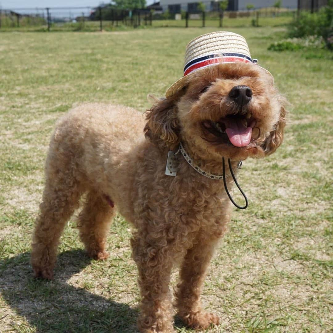 PECO いぬ部さんのインスタグラム写真 - (PECO いぬ部Instagram)「. 🐶「気持ちいいねー♪」 🐶「楽しいねー♪」 #ドッグランで #かるーく運動したら🏃‍♀️ #ふたりとも #とってもいい笑顔😆😃 #お水を飲んで #今度はお家で遊ぼうか🏡 #regram：@cyacya1025  素敵な写真を投稿してくださったのは…﻿ @cyacya1025 さん 他にも素敵なお写真がたくさんあるので、ぜひ遊びに行ってみてください♪﻿ ﻿ #pecoいぬ部 をつけて投稿すると…﻿ PECOで楽しくご紹介させていただきます🤸‍♀️」6月4日 17時23分 - pecodogs