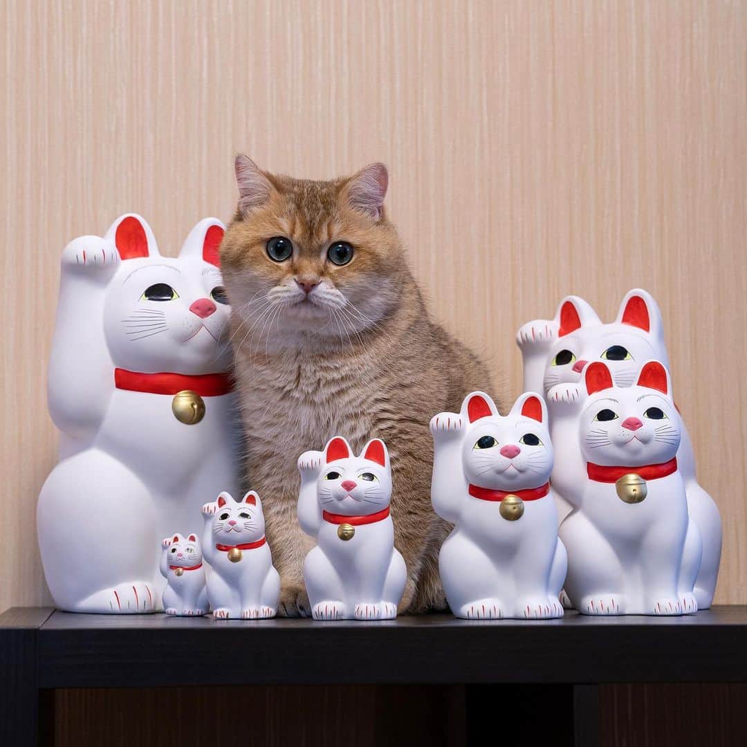 Hosicoさんのインスタグラム写真 - (HosicoInstagram)「My friends from Japan came to me 🇯🇵 This is Maneki-neko from Gotokuji Temple. Thank you very much for the amazing gifts @omame_munchkin 💕 PS: where they will all sleep, I do not know. #manekineko #gotokuji #招き猫」6月4日 15時50分 - hosico_cat