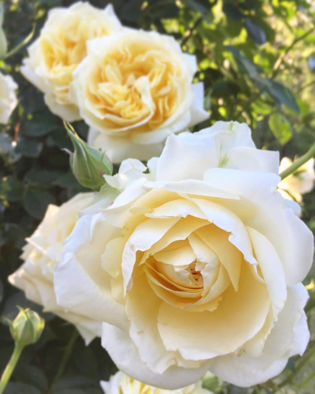みりどる乙夜さんのインスタグラム写真 - (みりどる乙夜Instagram)「バラシリーズ、ラスト🌹 また秋も行きたいなぁ。 #flower #rose #rosegarden #pinkroses #iphonecamera #flowerstagram #beautiful #beautifulworld #holiday #beautifulflower #japan #spring #sunset #closeup #バラ #バラ園 #夕方 #休日 #花 #スマホで撮影 #接写」6月4日 16時04分 - itsuya_miridoru