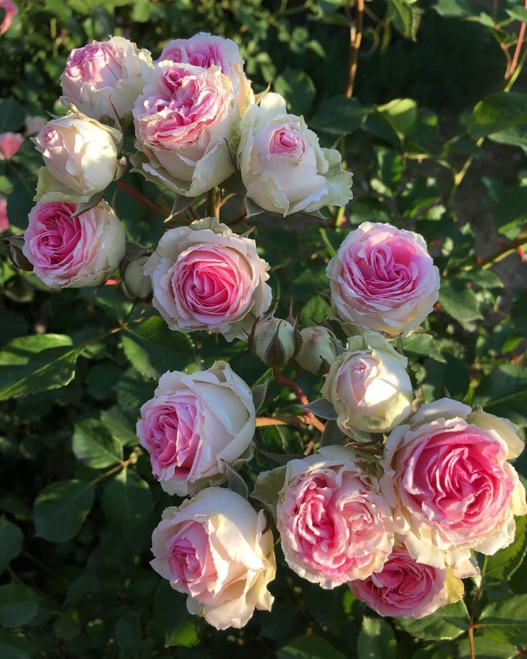 みりどる乙夜さんのインスタグラム写真 - (みりどる乙夜Instagram)「バラシリーズ、ラスト🌹 また秋も行きたいなぁ。 #flower #rose #rosegarden #pinkroses #iphonecamera #flowerstagram #beautiful #beautifulworld #holiday #beautifulflower #japan #spring #sunset #closeup #バラ #バラ園 #夕方 #休日 #花 #スマホで撮影 #接写」6月4日 16時04分 - itsuya_miridoru