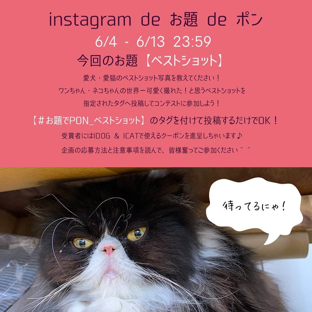 iDog&iCatのインスタグラム