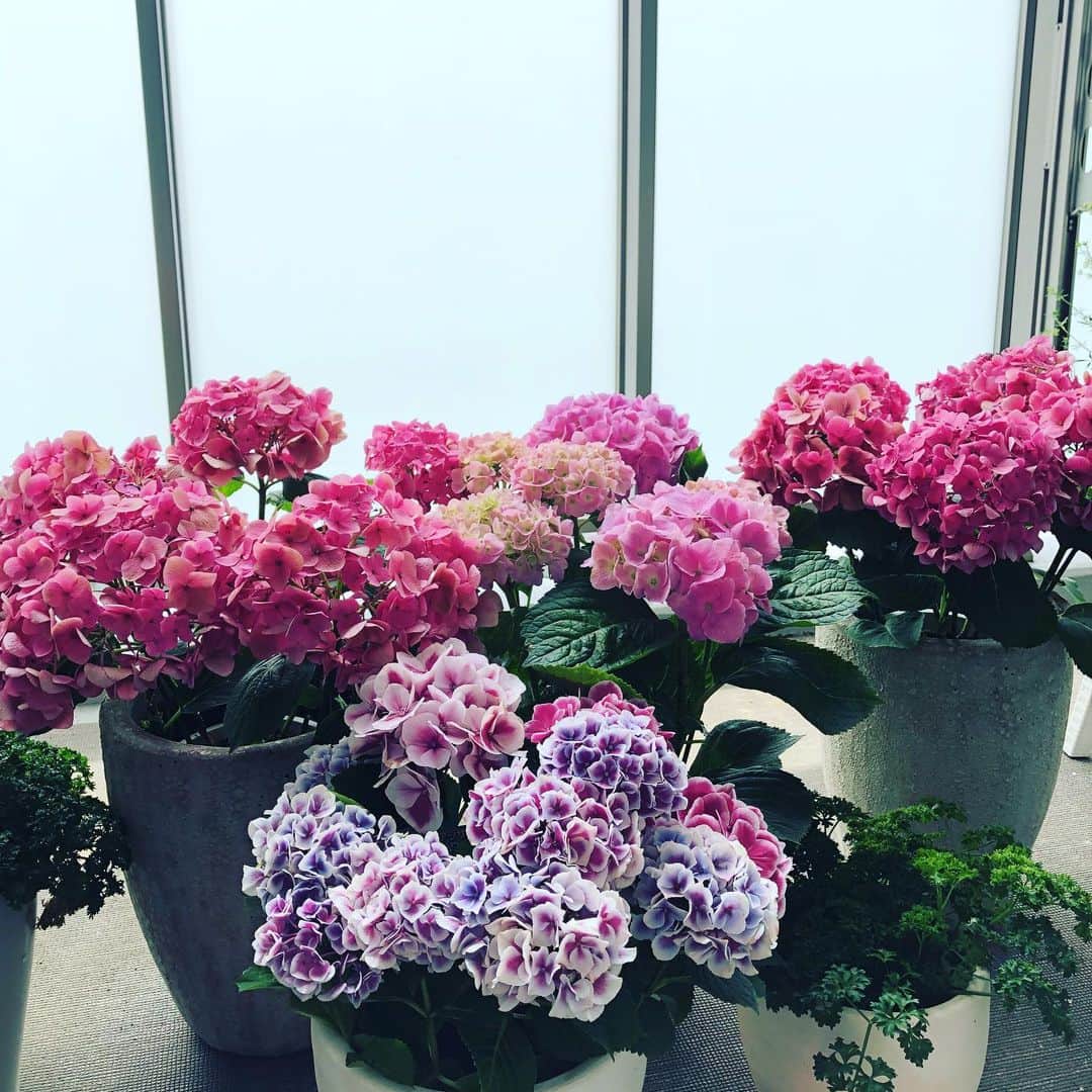 mycoのインスタグラム：「うちのベランダには 大好きな紫陽花とパセリちゃん🌱  #ベランダ #balcony #hydrangea #あじさい ＃紫陽花 #수국 #instaflowers」