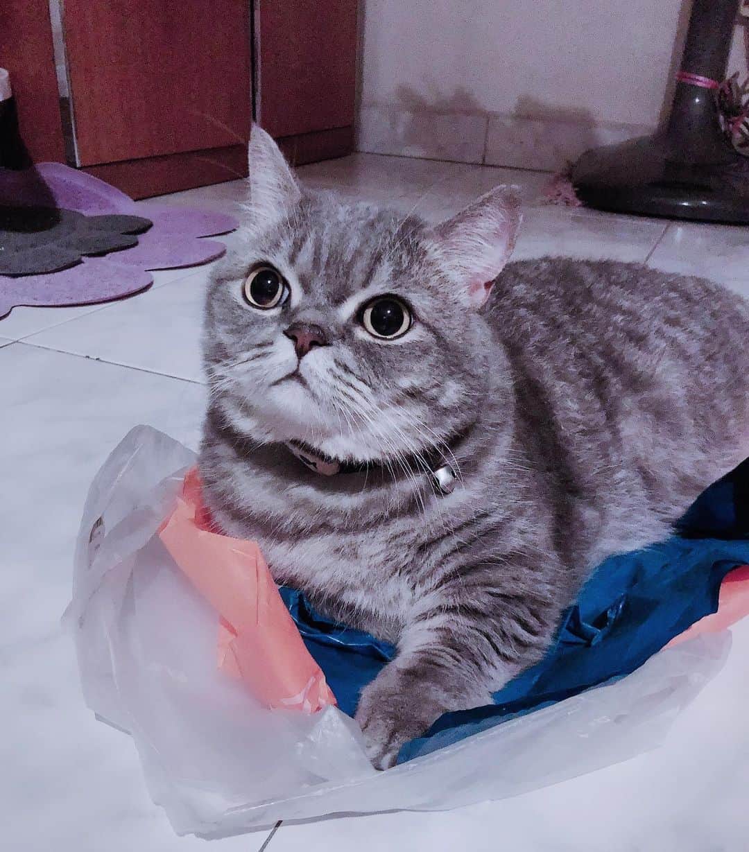 Pancakeのインスタグラム：「“Yes. One plastic bag is not enough. I need 3.” 🙃 #cats #catlovers #catsconnect #catstagram #catsoninstagram #catsofinstagram #catoftheday #kittensofinstagram #sgcats #pets #petlovers #pancake #petstagram #instagramcats #munchkincats #neko #ねこ #マンチカン」