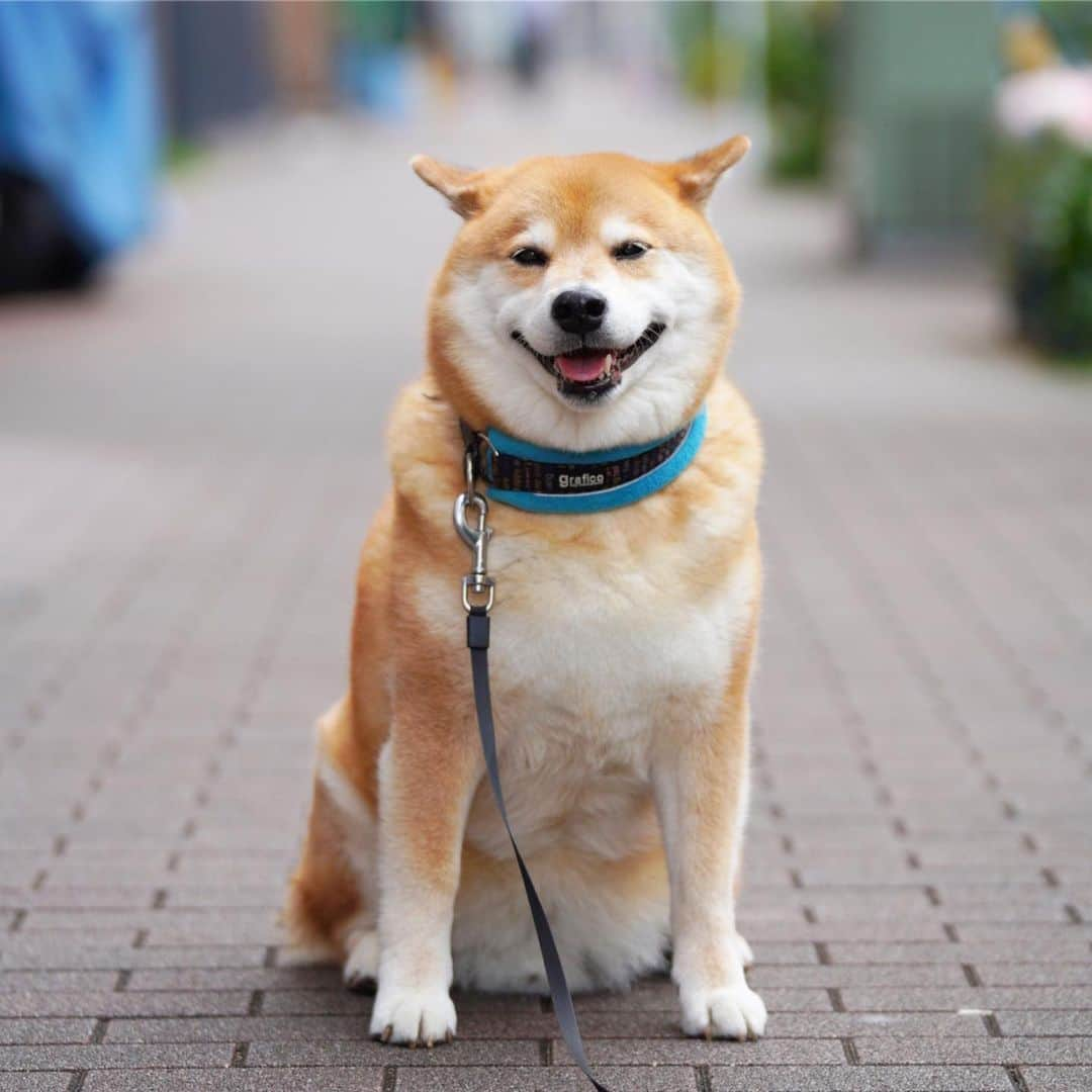 まる（まるたろう）さんのインスタグラム写真 - (まる（まるたろう）Instagram)「Good morning!!✨🐶✨パパ、お写真撮りすぎだよ #みんな周りで見てるし #かわうぃーね 📸 #とかやめて #はずい」6月4日 8時55分 - marutaro