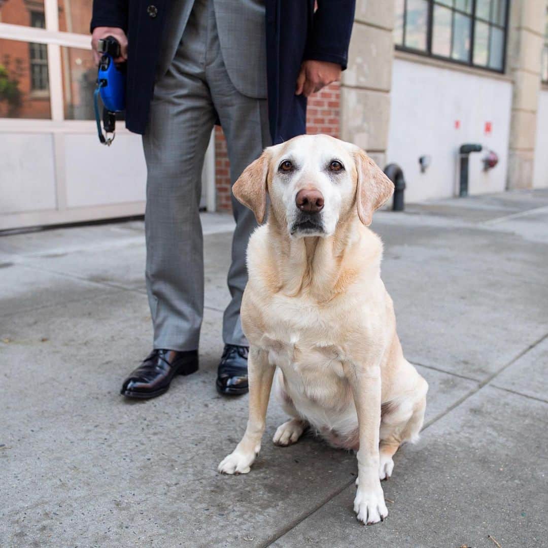 The Dogistさんのインスタグラム写真 - (The DogistInstagram)「Fenway, Labrador Retriever (10 y/o), Perry & Washington St., New York, NY • “I always knew I wanted a Jeep and a yellow Lab named Fenway. It was my six-year-old bucket list. I’ve been saying it forever. Going from having a plant to having some responsibility was a big deal. It all came together.”」6月4日 9時01分 - thedogist
