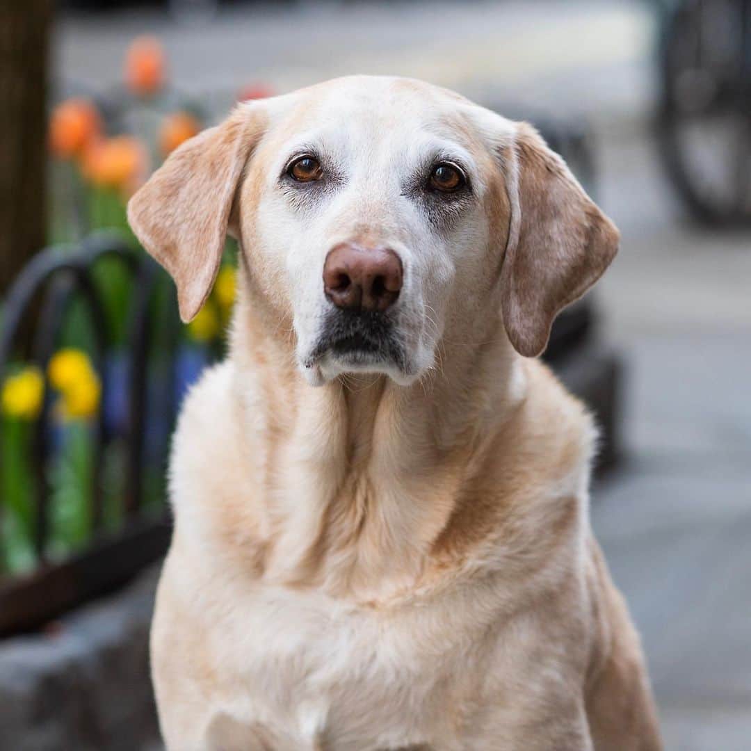 The Dogistさんのインスタグラム写真 - (The DogistInstagram)「Fenway, Labrador Retriever (10 y/o), Perry & Washington St., New York, NY • “I always knew I wanted a Jeep and a yellow Lab named Fenway. It was my six-year-old bucket list. I’ve been saying it forever. Going from having a plant to having some responsibility was a big deal. It all came together.”」6月4日 9時01分 - thedogist