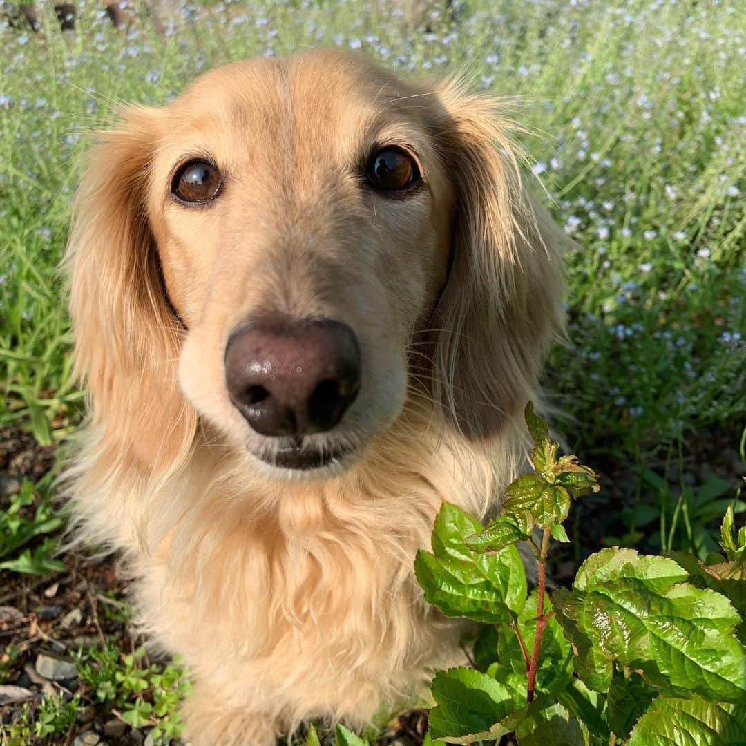 ハッチ＆ニコのインスタグラム：「Good morning ☀️ おはぷっくり  #カメラ嫌い同好会 #pecoいぬ部 #犬の生活が第一 #癒しわんこ #dachshund #犬バカ部 #短足部 #ふわもこ部 #tokyocameraclub #東京カメラ部」