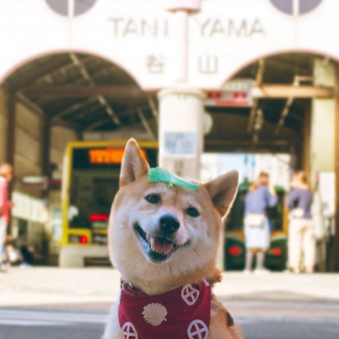 柴犬ハル&保護犬すずさんのインスタグラム写真 - (柴犬ハル&保護犬すずInstagram)「🚞 . 今月の #くらしマップ シソくん散歩がUPされてます💁‍♀️ 今月は、シソくん散歩 谷山編🍨 . お洒落なお店を3件ハルが案内しています🤳ぜひ見てね🍠 . #urlはプロフィール欄にあるから飛んでね #シソくん散歩 #この日シソくん散歩の担当の方が最終日でした #ハルはずっと車の中でくっついてた #犬も分かるのかな？ #犬は人間よりも優しい心があるよね . #柴犬#柴#kagoshima#dog#puppy#shibainu#shibastagram#いぬバカ部#family#鹿児島#赤柴#雑種#天文館#日本犬#保護犬を家族に#ナンワエナジー」6月4日 9時28分 - haruharu040777