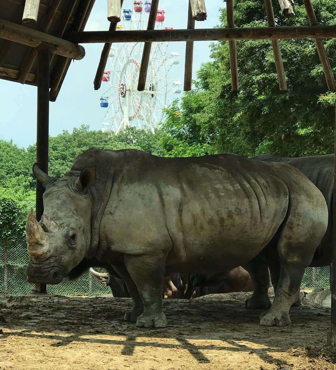 ハチミツ二郎さんのインスタグラム写真 - (ハチミツ二郎Instagram)「サファリパークはライオンがこんなに近距離で写真に撮れるから最高だ。」6月4日 9時39分 - jirohachimitsu