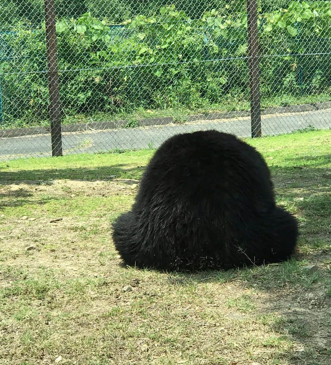 ハチミツ二郎さんのインスタグラム写真 - (ハチミツ二郎Instagram)「サファリパークはライオンがこんなに近距離で写真に撮れるから最高だ。」6月4日 9時39分 - jirohachimitsu