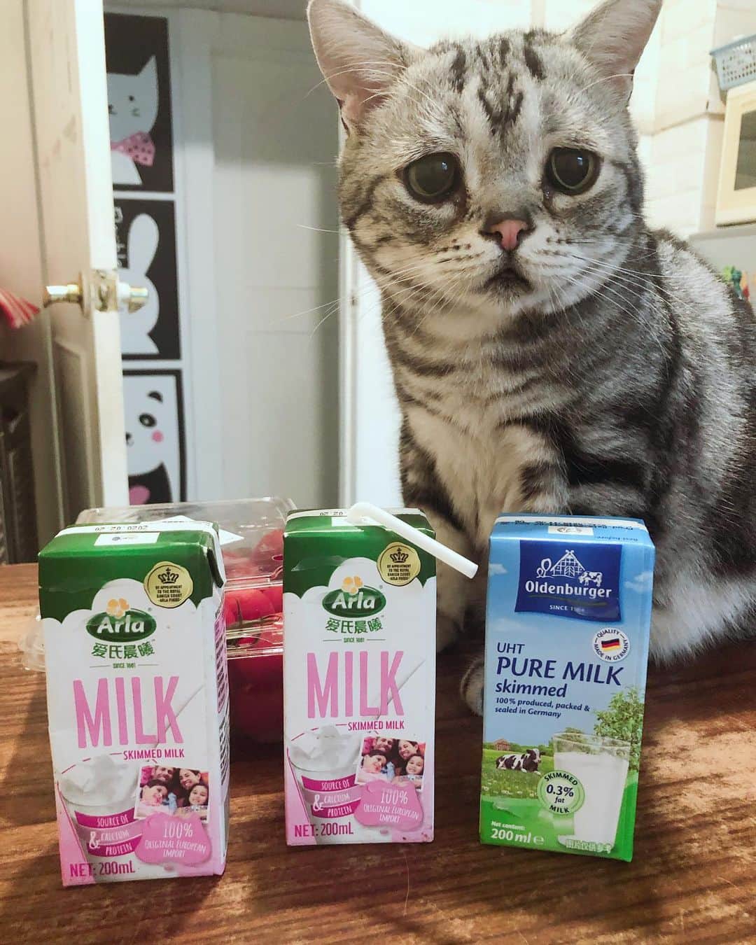 ルフさんのインスタグラム写真 - (ルフInstagram)「#luhu:"even my favorite milk can't cheer me up when mom isn't at home 😢..." - - #cat #cute #catsofinstagram #angel #adorable #lovely #sadcat」6月4日 9時40分 - lanlan731