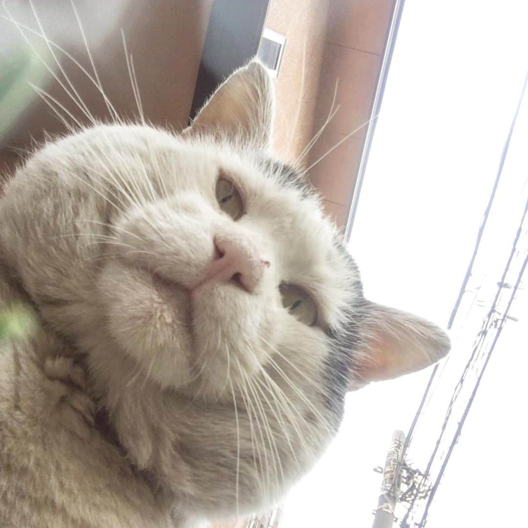 Kachimo Yoshimatsuさんのインスタグラム写真 - (Kachimo YoshimatsuInstagram)「おはようななクロ！Good Morning Nanakuro(Seven Blacks)! その頬袋には、何が入ってるんだ？  #cats #neko #nanakuro #uchinonekora #ねこ部 #猫星人 #kachimo #catstagram #猫 #うちの猫ら #sotononekora https://kachimo.exblog.jp」6月4日 9時38分 - kachimo