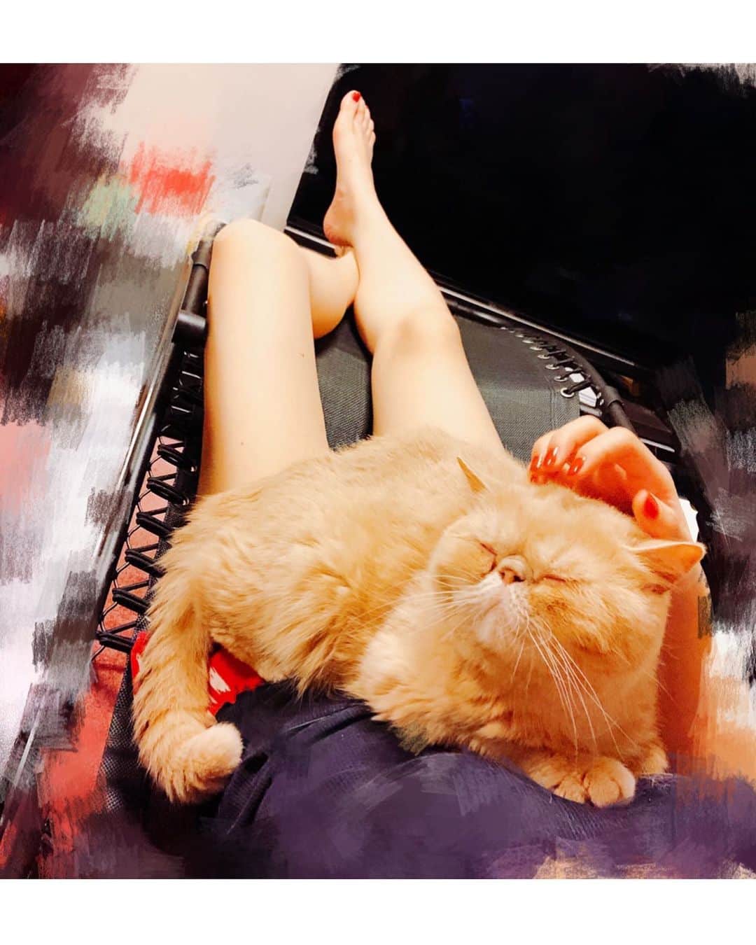 東なつ紀のインスタグラム：「あーあちゅくるちぃまさおおおお 可愛いから許すけど。  #猫 #多頭飼い #まさぶりあずグラム #エキゾチックショートヘア #ブリティッシュショートヘア #マンチカン  #Munchkin  #exoticshorthair #britishshorthair #マンチカン短足  #ねこ  #ネコ  #cat  #ネコ部  #短足  #顔ぺちゃ #猫好きさんと繋がりたい  #猫のいる暮らし  #短脚猫 #曼基康猫 #ねこ休み展 に出たい」