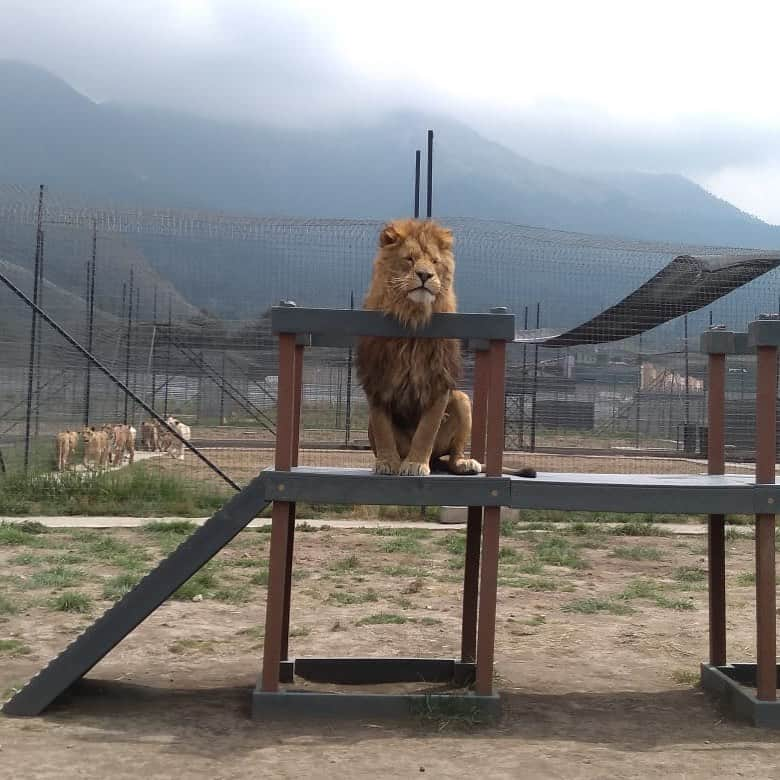 Black Jaguar-White Tiger さんのインスタグラム写真 - (Black Jaguar-White Tiger Instagram)「King Bradshaw on his playground and King George’s Pride behind him... #LabaisPrideBJWT」6月4日 9時56分 - blackjaguarwhitetiger