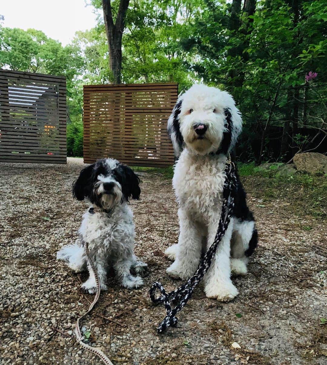 ジェニファー・エスポジートさんのインスタグラム写真 - (ジェニファー・エスポジートInstagram)「Our parents made us pose for this dumb picture. We will pee in their bed later though 🐶  the Boyz #handsome children #brothers #rascals @jespervesterstroem I couldn’t help myself」6月4日 9時49分 - jesposito
