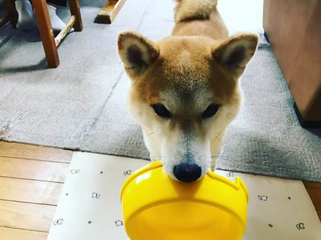 篠原信一さんのインスタグラム写真 - (篠原信一Instagram)「朝ごはんだワン♪まだかワン💧 食べた後は自分で皿を片付けるワン❗️ #柴犬 #しばいぬ #ゴールデンレトリバー #ゴールデンレトリーバー #小鉄とニコの大冒険  #shibainu  #shibainulover  #shibainulife #shibainuinsrule #shibainuphotos #shibainuworld #goldenretriever  #goldenretrieverlove #goldenretrieverlife #goldenretrieversrule #goldenretrieverphotos #goldenretrieverworld #いぬすたぐらむ #いぬのいる暮らし #犬との暮らし #犬との暮らし #朝ごはん #breakfast #朝食 #片付け」6月4日 9時53分 - kotetu__niko