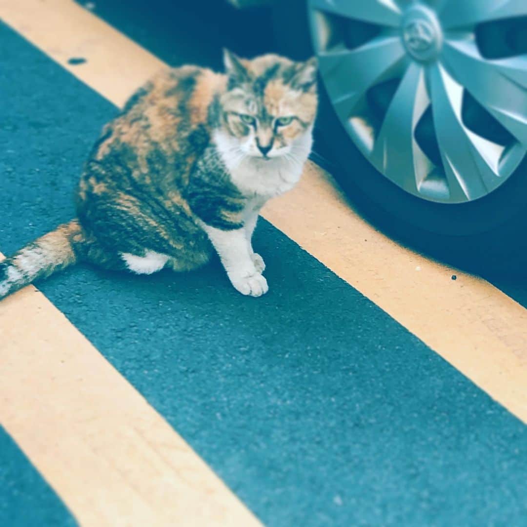 のインスタグラム：「#猫 #cat #whereareyoulookin #parking  #nora #noraneko」