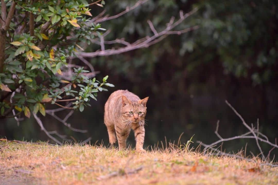 NEKOくらぶさんのインスタグラム写真 - (NEKOくらぶInstagram)「|| 水辺の散策⠀ *⠀ Facebookから、まま めろんさんの作品ですにゃ（＝ΦωΦ＝）⠀ *⠀ 投稿いただいたURL⠀ https://www.facebook.com/photo.php?fbid=391966878085588⠀ *⠀ いいね！＆コメント大歓迎！！⠀ *⠀ #nekoclub #NEKOくらぶ #Japan #Photo #写真 #日本 #cat #ネコ #ねこ #猫 ⠀ Follow: @nekoclub_jpn⠀ *⠀ ▼【廣済堂出版共同企画】NEKOくらぶの皆さまとつくる「NEKOくらぶ写真集」、発売中♪（＝ΦωΦ＝）⠀ ※詳細は本アカウント「 @nekoclub_jpn 」のプロフィールに固定しているハイライトから」6月4日 10時00分 - nekoclub_jpn