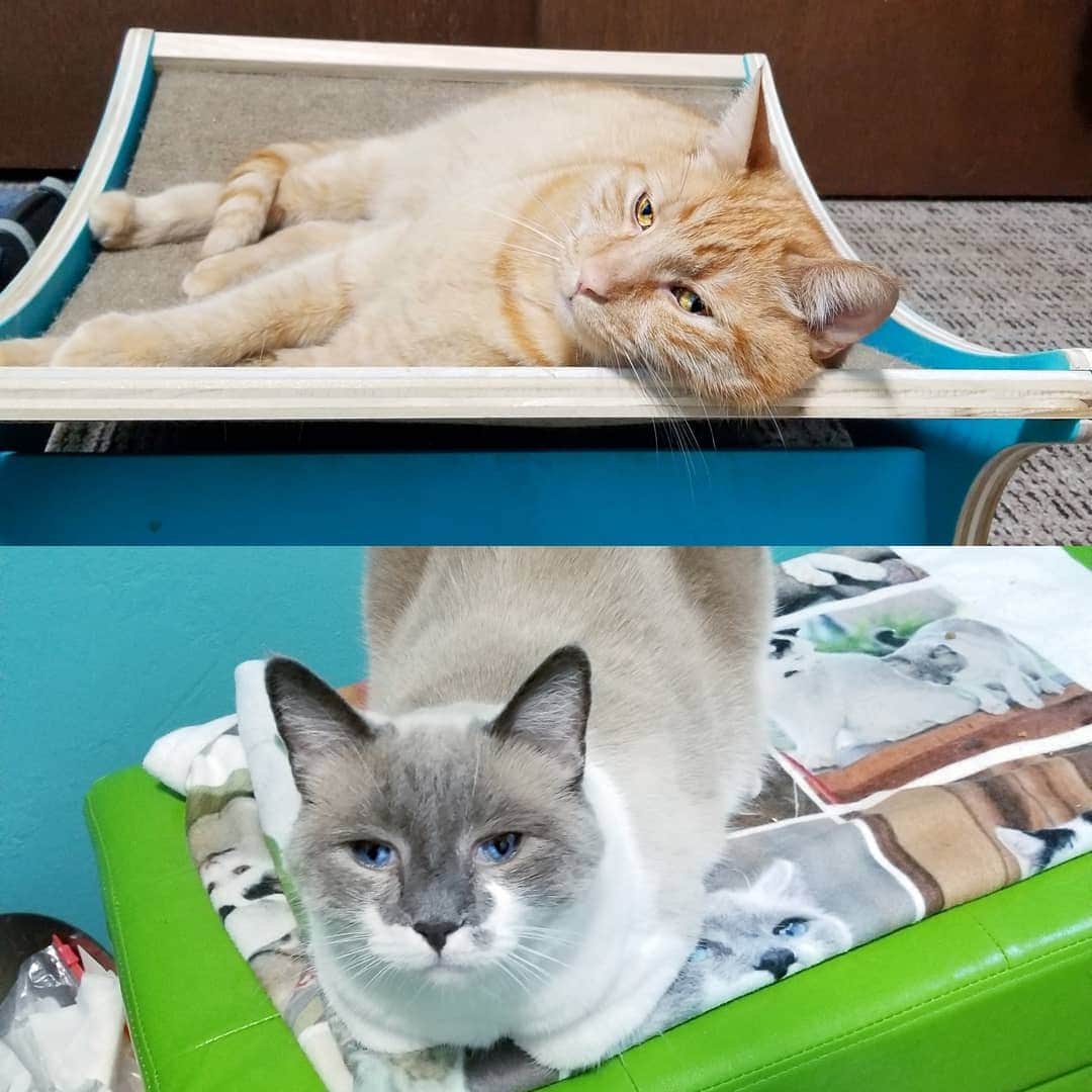 Garyさんのインスタグラム写真 - (GaryInstagram)「A grand total of one person got Hank and Margo. Hank uses the hammock and Margo uses the ottoman (and the blanket with her face). How did I discover this? Because when Gary wakes me up at 2 am for his snack, there they are. #anuneasytruce #hargo #TeamGaryTrivia」6月4日 10時30分 - omgdeedee