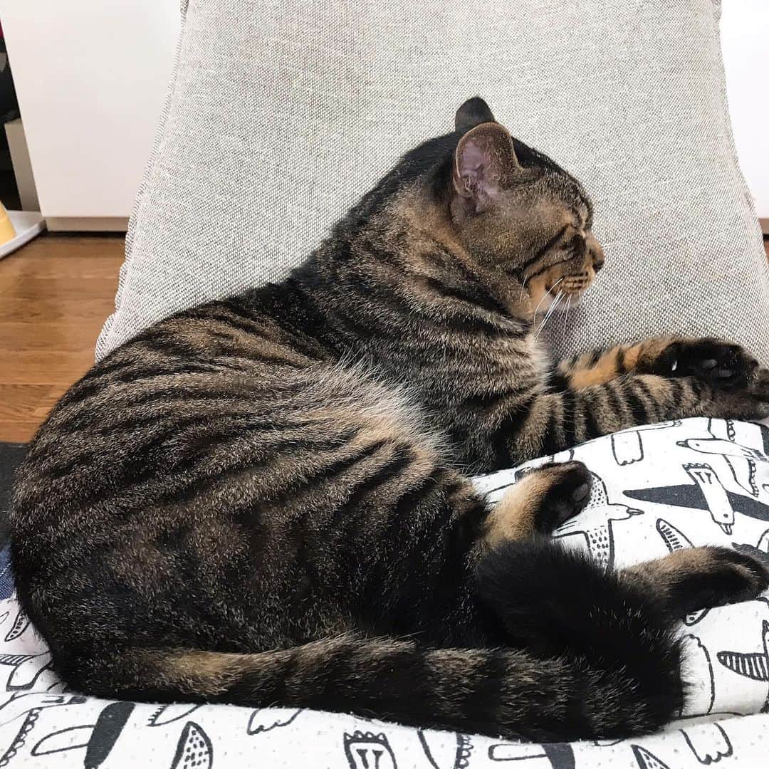 Musashiさんのインスタグラム写真 - (MusashiInstagram)「おはムサシ！ 座椅子でうとうと。I'm still sleepy. #musashi #mck #cat #キジトラ #ムサシさん #ねこすたぐらむ #musashi_the_cat」6月4日 10時57分 - _daisy