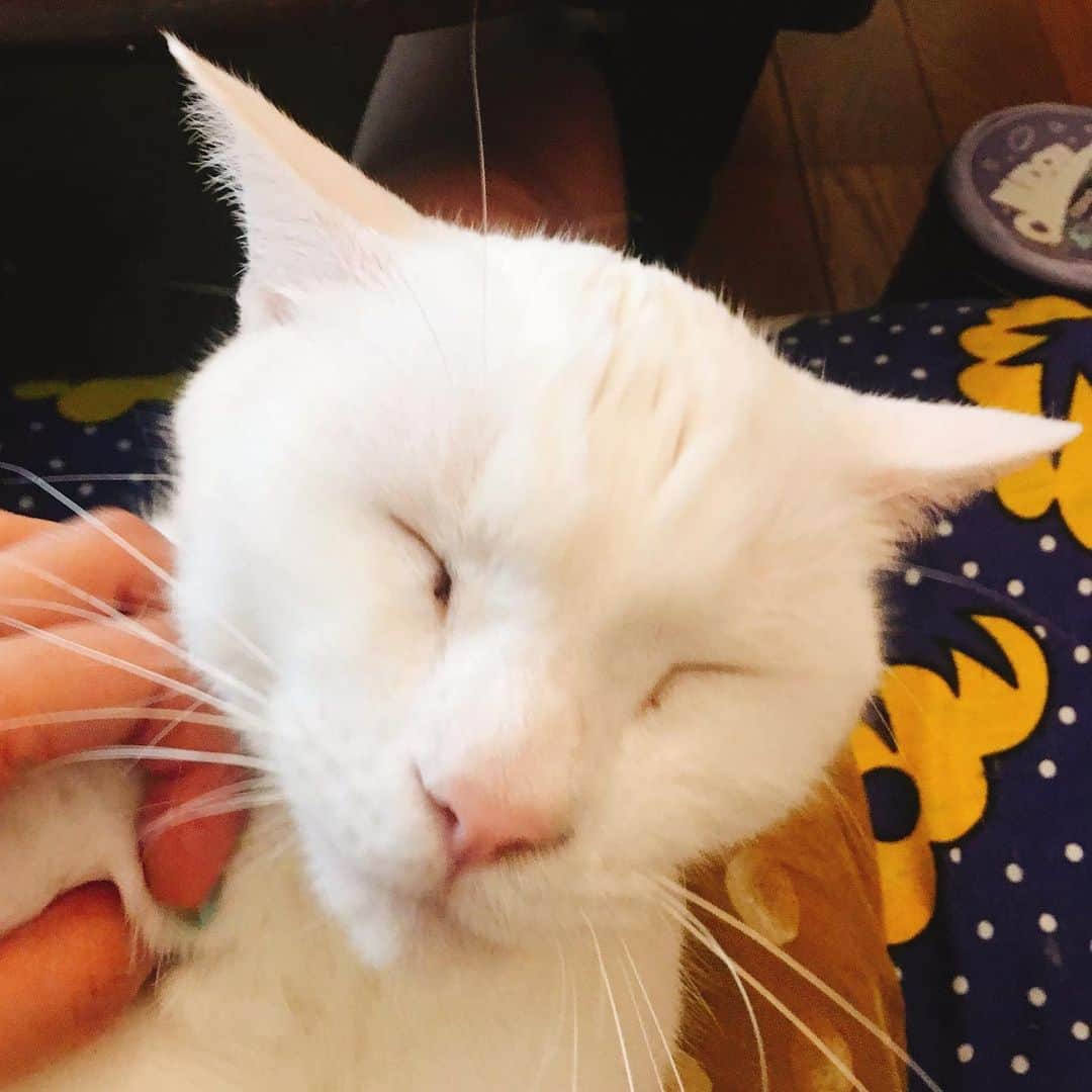 金巻ともこさんのインスタグラム写真 - (金巻ともこInstagram)「うっとりハク #kurohakuchai #cat #猫 #白猫 #whitecat」6月4日 11時10分 - tomotomoco