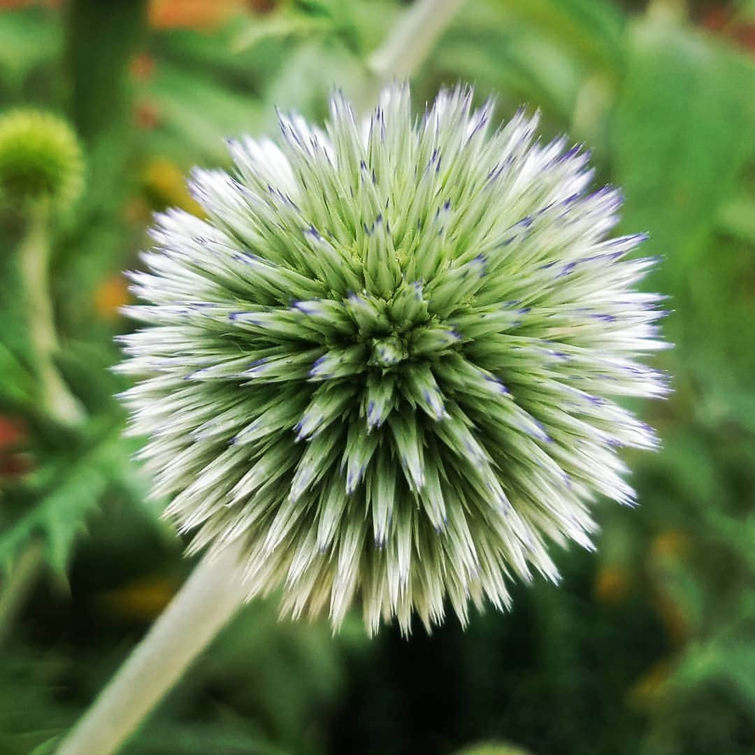 ガソリングラマーさんのインスタグラム写真 - (ガソリングラマーInstagram)「Spikey thistle plant I love you turning purple #GOODNIGHTANDGOODLUCK  One last QUEENS CIRCLE IRIS #GASOLINEGARDEN #ILOVEGARDENS #GARDENSRULE #GARDENCHURCH #GARDENPARTY #GARDENMAGIC #AVANTGARDEN #GARDENS #GARDENGANGSTER #garden #gardenlife #GARDENER #gardentime #GARDENING #FLOWERS #FLOWERPOWER #plants #FLOWER #CACTUS #CACTI #SUCCULENTS @gasolineglamour  #GASOLINEGLAMOUR #THISTLE #AYEARINFLOWERS  #shadowhills  #THANKYOU 😭😭😭😭😭 #upcloseandpersonal」6月4日 11時18分 - gasolineglamour