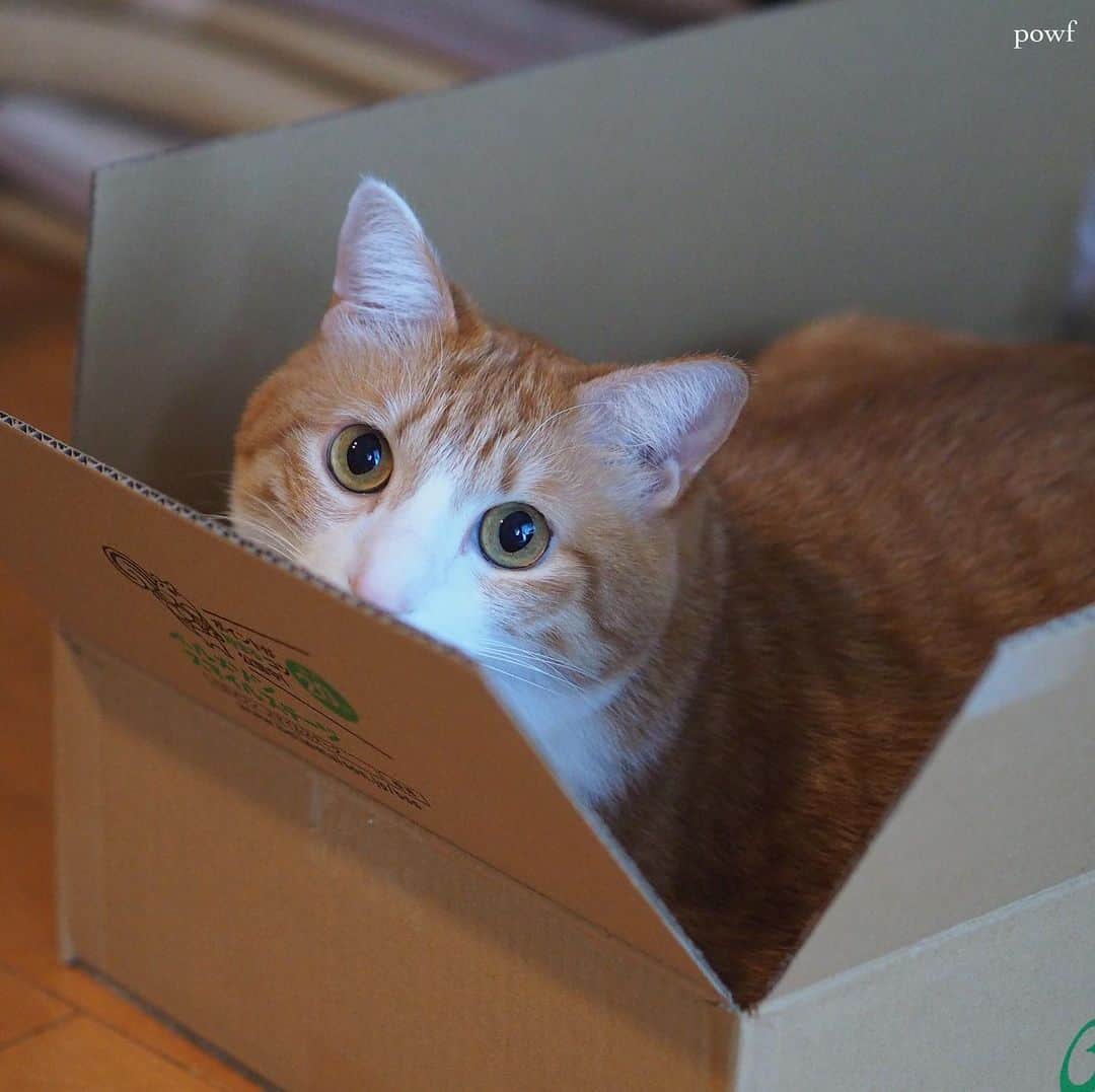 anemone_69のインスタグラム：「. #箱入り猫 #ダンボール猫 . #ハカセとキョウジュ #茶トラ白 #茶白 #cat #猫 #保護猫 . . .」