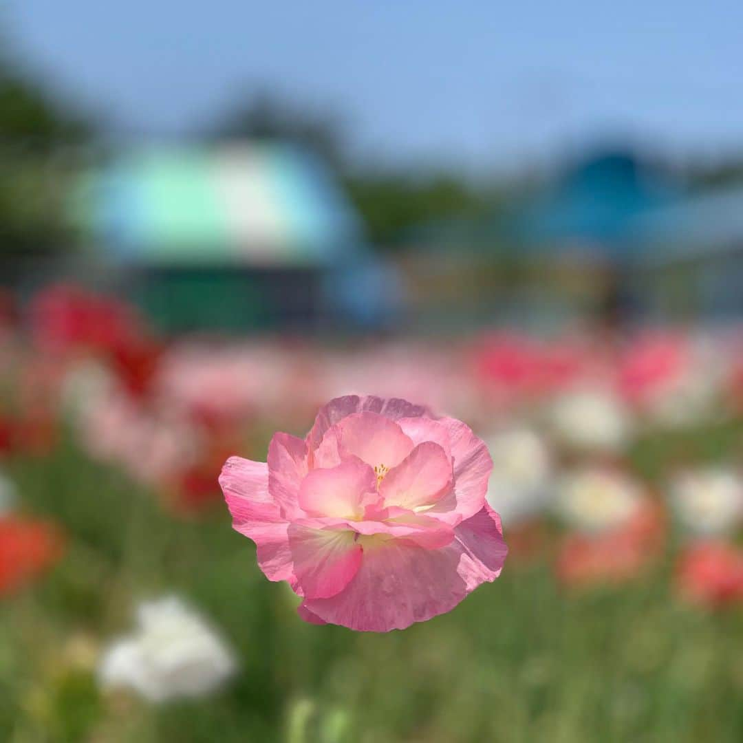 金子貴俊さんのインスタグラム写真 - (金子貴俊Instagram)「今日は朝からロケしてまーす！ お花が綺麗ですよー。 天気も良いし、張り切って頑張るぞー！」6月4日 11時30分 - takatoshi_kaneko