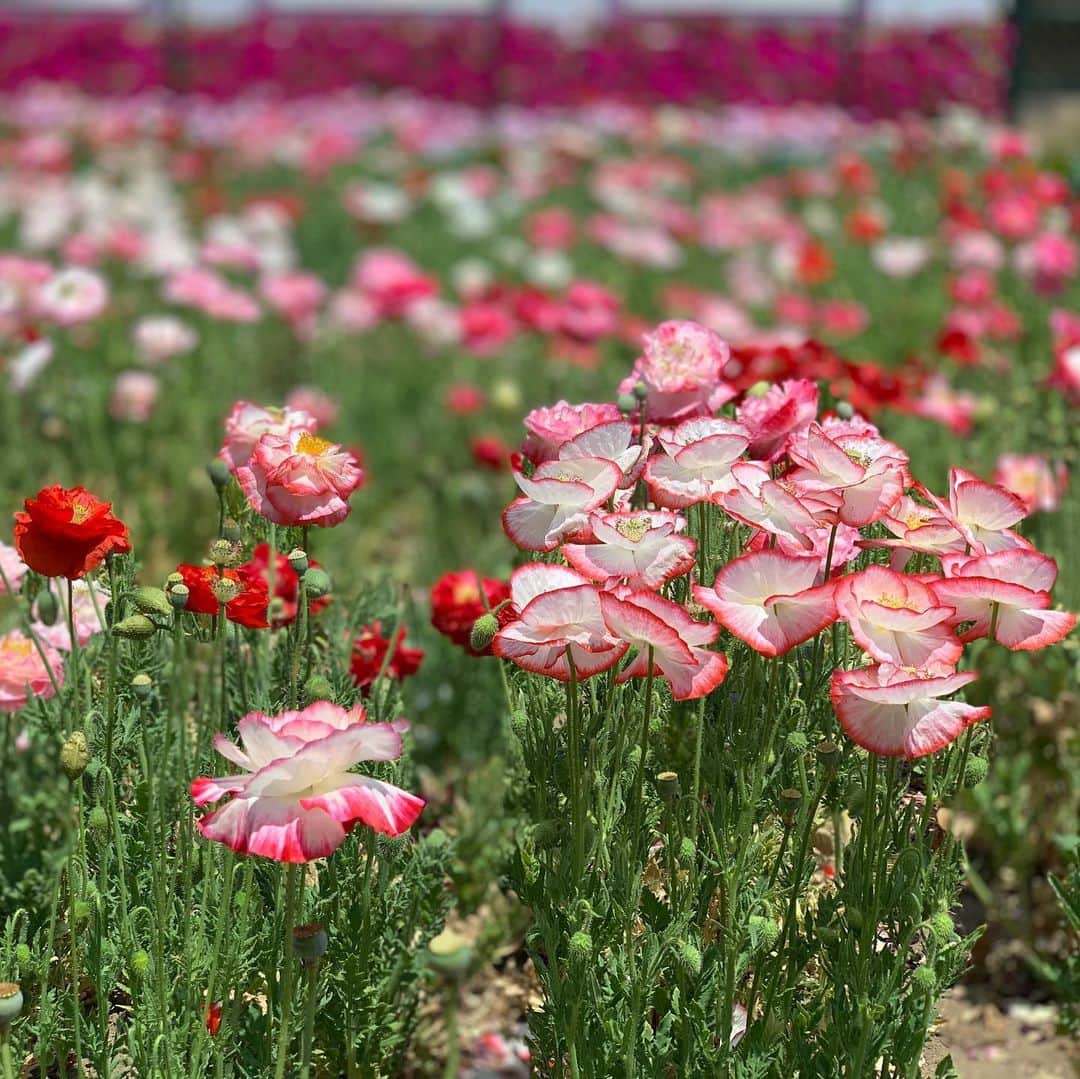 金子貴俊さんのインスタグラム写真 - (金子貴俊Instagram)「今日は朝からロケしてまーす！ お花が綺麗ですよー。 天気も良いし、張り切って頑張るぞー！」6月4日 11時30分 - takatoshi_kaneko