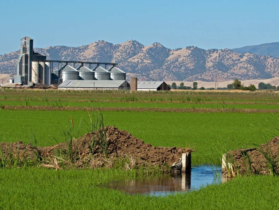 USAライス連合会さんのインスタグラム写真 - (USAライス連合会Instagram)「🌾 「カルローズ」の故郷、カリフォルニア州サクラメントバレーでは、自然環境にやさしい農法をめざし、サステイナビリティ（＝持続できること）を実現しています。 その取組みのひとつとして、過去15年間で米収穫後の焼き畑を75％まで減らし、大気汚染防止に大きく貢献しています。 . 🌄詳しくはこちら→【 https://www.usarice-jp.com/about/environment.html 】 または @usa_rice_jp プロフィール欄のURLからどうぞ♪ . . #カルローズ#カリフォルニア米#アメリカ米#ライス#稲作#米作り#中粒種#サステイナブル#サステイナビリティ#自然環境#農場#米農家#USAライス連合会#USARiceFederation#calrose#californiarice#Ricecrop#Sustainable#Sustainability」6月4日 11時51分 - usa_rice_jp