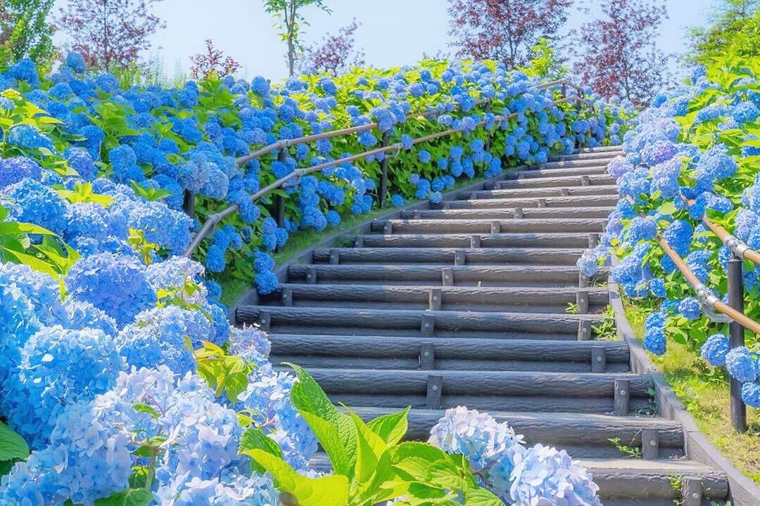 LeTRONC ルトロンさんのインスタグラム写真 - (LeTRONC ルトロンInstagram)「【シンボルプロムナード公園 / お台場】﻿ .﻿ お台場にあるシンボルプロムナード公園では、早咲きの紫陽花が見頃を迎えています💠﻿ ﻿ 階段の両脇には鮮やかなブルーの紫陽花がずらり✨雨の季節にしか見ることができない特別な景色ですね☂️﻿ ﻿ ぜひ見に行ってみてくださいね😊﻿ .﻿ 📍東京都港区台場1・2丁目、江東区青海1・2丁目、江東区有明2・3丁目﻿ .﻿ 📷写真・情報提供：@yuiiiumさん﻿ 素敵な投稿をありがとうございます✨﻿ .﻿ \ 一緒にルトロンinstagramを盛り上げませんか？🙋‍♀️ /﻿ #ルトロン で素敵なおでかけ体験をシェアしてくれる方を大募集しています♪投稿内容は、instagramで紹介させていただきます☺️﻿ .﻿ #letronc #japan #tokyo #東京 #台場 #シンボルプロムナード公園 #公園 #紫陽花 #あじさい #hydrangea #flower #flowers #flowerstagram #instaflowers #beautifulflowers #花 #私の花の写真 #花の写真館 #花好きな人と繋がりたい #梅雨 #お台場 #お台場観光 #お台場デート #おでかけ #おでかけスポット #週末おでかけ #東京観光 #東京散歩」6月4日 12時16分 - letronc.m