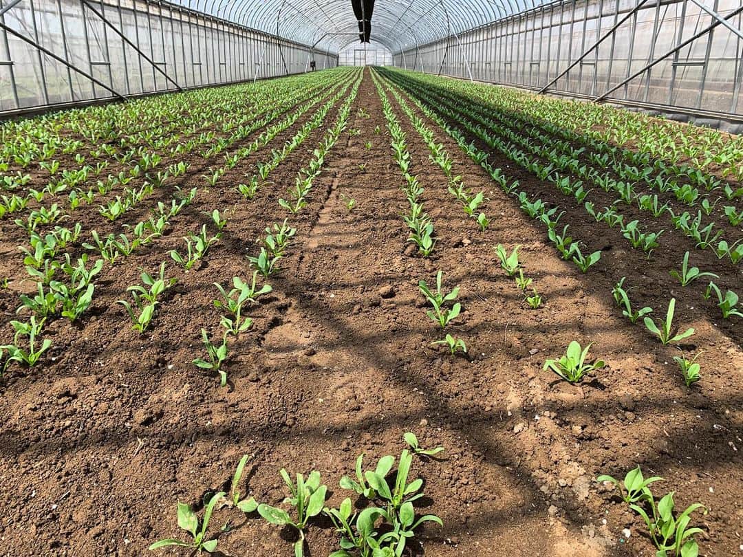 福岡超新鮮野菜/フレラボ薬院店のインスタグラム：「ほうれん草🌱 . . #ほうれん草 #野菜 #とどける株式会社」