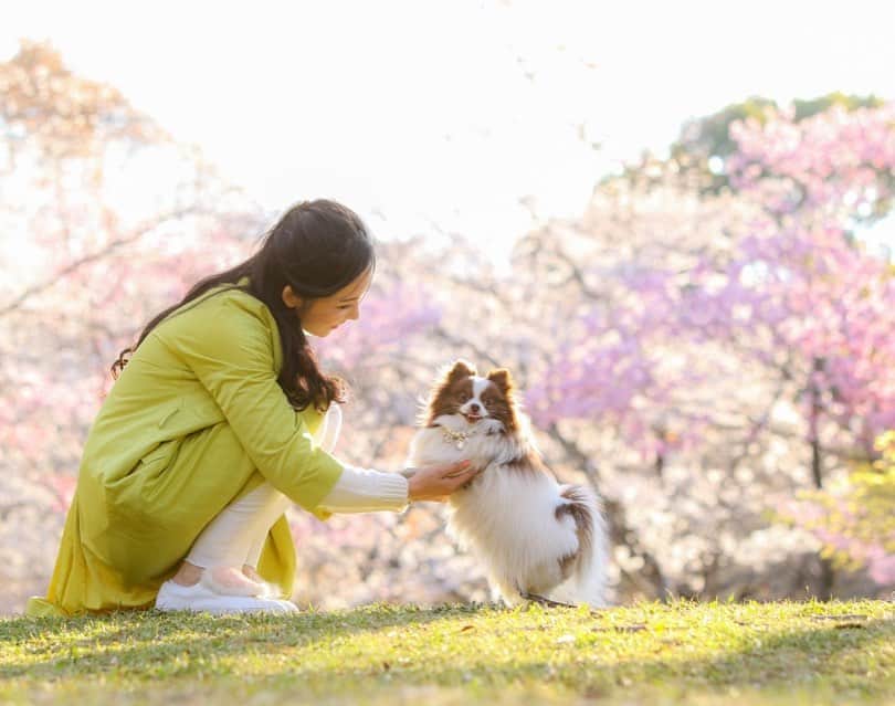 mycoのインスタグラム：「りりちゃんと桜🌸  春のお写真載せますね。  #pomeranian #pom #dog #dogsofinstagram #charryblossom #instagood」