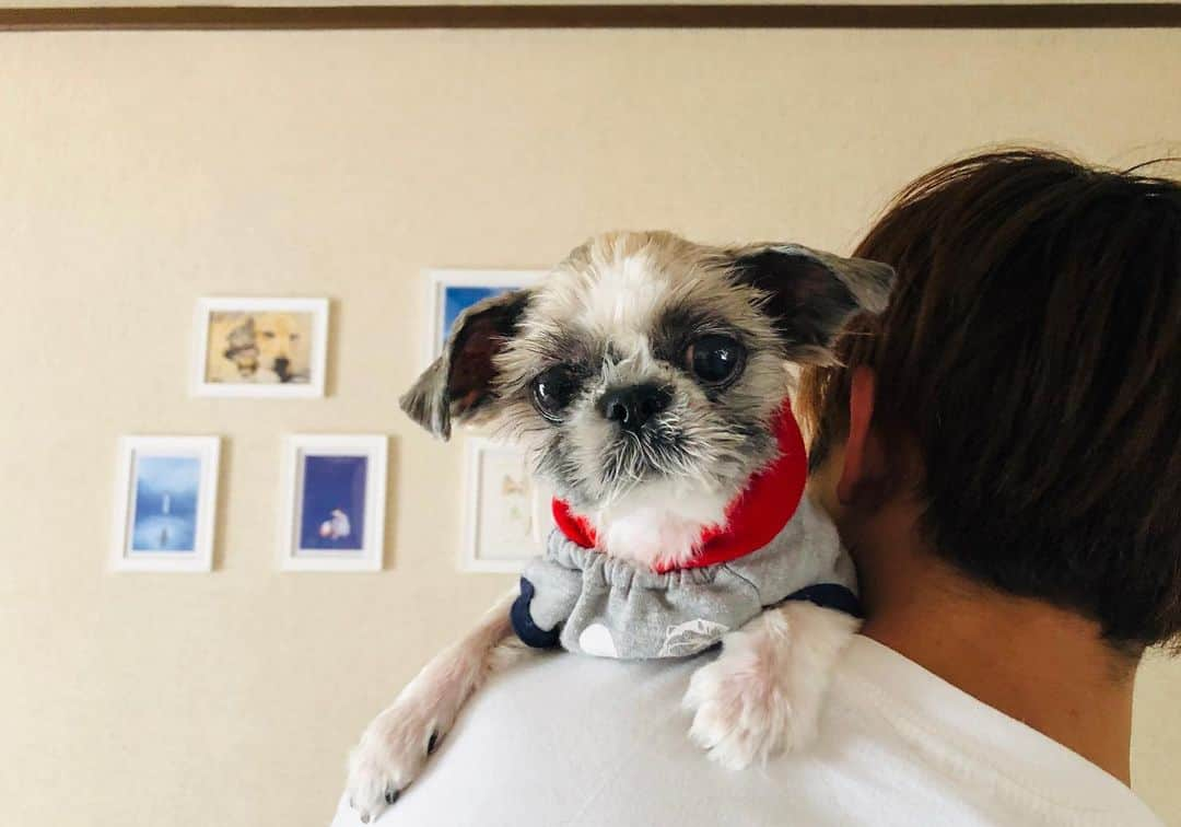 斎藤洸さんのインスタグラム写真 - (斎藤洸Instagram)「【保護犬キュウリ🥒について】 今回の件において、募金を呼びかける事とか、アマゾンのリスト公開など色々と勧めてくれる方がいました。「支援したい」というお気持ちを沢山頂きました。僕らのこの数年間の活動を見てくれて、心から心配してくれる方達が沢山居ます。本当に感謝しています。 さすがにここ最近の僕らを見て潰れてしまうんじゃないか…と心配になる方も居るんだろうと思う。 正直なところ、今こうして保護猫達に充分してあげられるのはとにかく周りに恵まれてる事や、皆さんの支えとしか言いようがないのです。 今回のきゅうり🥒の事は、これまでとは違い、心臓病の治療も始めている為に現実的に金銭的にかなり深刻です。そこで皆さんに協力を仰ぐ形をとらせて頂く事を悩んだ末に決めました。 わさびちゃんちの企画として、父さんことSNARE COVERのインスタライブを限定アカウントでの開催を予定しております。ワンコイン¥500で限定アカウントのチケットを購入してくれた方々にダイレクトメールにて特設アカウントIDをお知らせする…という形を今のところ決定ではないですが考えております。 シンプルに寄付を募るよりも、やはりこんな状況でも何かしら楽しんでもらってお金を頂きたい。そう心から思いました。自分でちゃんと価値を提供している事、努力の上で得たものをお金に変える事、なにより楽しむ事で、僕らは気持ちよくお金を頂けると思いました。 「不幸な動物達の未来を明るくする」と大規模な事を実現するには、この日本の今の現状を見ると先行きはかなり暗いと思う。悔しい。法律的にペットはモノ扱いだって。本当に悔しい。 正直僕らの力はミクロの規模だと思う。だけどこの時代だから、発信が出来ます。発信する力は、努力次第でそこそこ持てると思ってます。そして、人を楽しませながら癒しながら活動する事で、信用を得られるような芯の通った活動になればな…って。「こんなやり方もあるんだ」って、自分達ならではの活動ってもしかしたら出来るのかな…？って思ったのです。 きゅうりの支援企画、僕の音楽家としてのスキルも使って開催致します。 賛否あるかもしれないけど、僕は自分のやれる事や貢献できる事全部やって、自分に納得できる道を生きて死のうと決めてます。そして、きゅうりを幸せにしてやりたい。なので、スタート致します！ どうぞご理解頂き、チケットをご購入頂ければ幸いです🙇‍♂️ まだ思案段階なので、詳細は改めて発信致します🙏 その日のライブは、良いものにします！普通のライブではなく、なにか出来る事色々考えてます👌」6月4日 12時50分 - snare_saitou