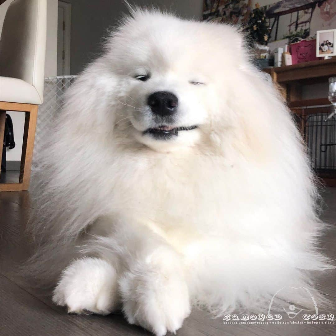 Alex Toさんのインスタグラム写真 - (Alex ToInstagram)「😬😬😬 #cute #dog #doglover #dogsofinstagram #dogoftheday #dogofthedayjp #dogstagram #fluffy #hkig #hongkong #ilovemydog #instadog #instagood #instamood #instagraphy #instapic #samoyedoninstagram #pet #petlovers #petsofinstagram #petstagram #photooftheday #puppy #pupsofinstagram #samoyed #samoyedsofinstagram #webstagram #犬 #サモエド」6月4日 13時12分 - alexto