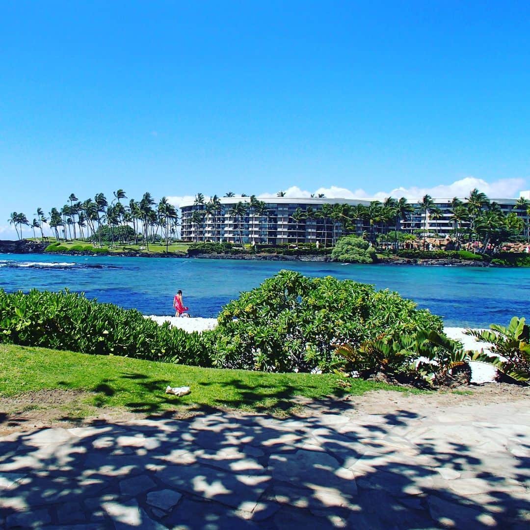 BAILAさんのインスタグラム写真 - (BAILAInstagram)「先日のお休みにハワイ島に行ってきたのですが、泊まったホテルが過去最大スケールですごかった！敷地内にはトラムやボートが走っていて、とにかくケタ違いの広大さ。一番驚いたのは、砂浜のあるラグーンに海亀が泳いでいたこと！SAPをしていたら横をすい〜と横切って行きました😳海とつながっているのでお魚もいるんです。その横のラグーンにはイルカが何頭も泳いでいたり、敷地内でフラミンゴや陸亀を飼育していたり。滝やスライダーのあるプール、大人向けの静かなプールもあり、全部制覇するのが大変なほど。ほぼホテルから出ずに過ごしましたが、4泊では足りないくらい最高に楽しいホテルステイになりました！また行きたいな〜🏄☀️✨（編集ディス子）  #baila_magazine #ヒルトンワイコロアビレッジ #ハワイ島 #夏休み計画」6月4日 13時20分 - baila_magazine