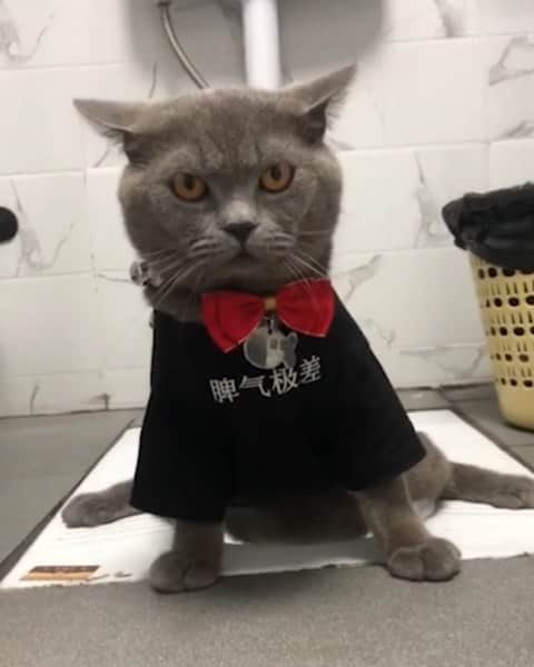 Aww Clubのインスタグラム