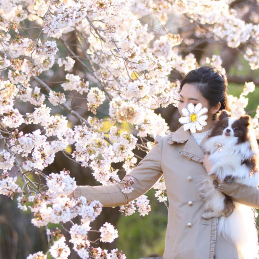 mycoのインスタグラム：「桜満開は人生のご褒美ですね🌸 らぶとぴーちゃんのいる天国にも桜は咲いてるのかな？？ りりと沢山写真を撮った春でした📸 ＃pom #pomeranian #cherryblossom  #虹の橋 #dog」