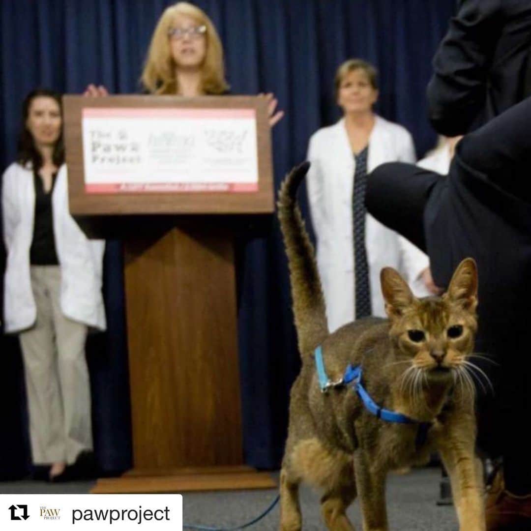 City the Kittyさんのインスタグラム写真 - (City the KittyInstagram)「Historic vote tomorrow for the NY cat protection bill!!! 😺😺🐾 #Repost @pawproject with @get_repost ・・・ This just in: ALBANY — New York is poised to become the first state in the nation to ban declawing cats.  The legislation is scheduled for a vote by state lawmakers on Tuesday as part of Animal Advocacy Day in the Capitol, according to multiple sources. If enacted, a veterinarian could face a civil penalty of $1,000 for violating the prohibition, which would include a medical exemption. #pawproject #stopdeclawing #pawsneedclaws #nycat #catsofnewyork #newyorkcats #newyork」6月4日 13時41分 - citythekitty