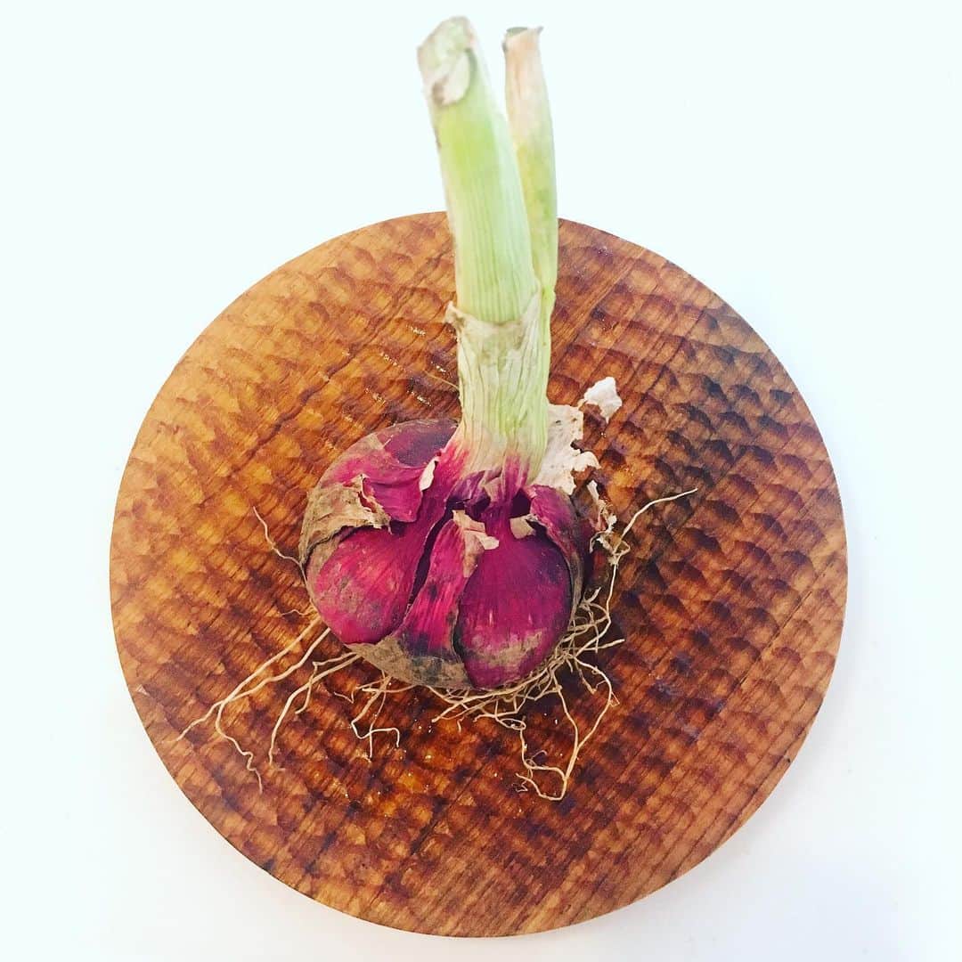 YUKA さんのインスタグラム写真 - (YUKA Instagram)「採れたて無農薬の玉ねぎ✨ 美味しそう😻✨ #わたしもいつか育てたい  #moumoon #newmoon」6月4日 13時42分 - yukamoumoon