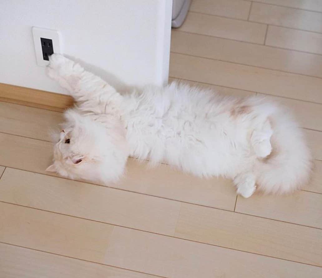 Petioのインスタグラム
