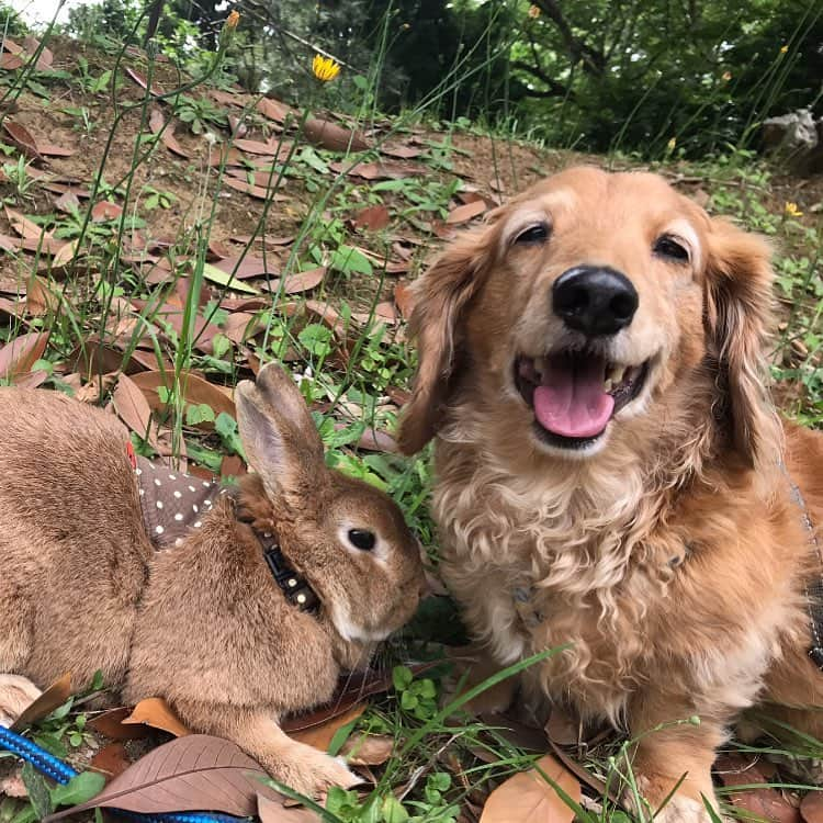 Chieko Shibutaさんのインスタグラム写真 - (Chieko ShibutaInstagram)「たろー🐶&うじゃこ🐰地方☀ さんぽ🌿 たろー！ 今日も　ご機嫌💚 過ごしやすい 気持ちいいね🐰✨ 💕✨🐶🍀🐰✨💕 #dachshund #dachshunds #dachshundlove #dog #dogs #doglove #instadog #instagram #instagood #pet #pets #petsagram #cute #cutepe #cutepet #cutedog #cuteanimals #likes #09076999576 happy #smile #rabbit #ラビット #ミニュチュア #ミニュチュアダックス  #ミニュチュアダックスフント #うさぎ部 #うさぎ #ダックス #ダックスフンドロングヘアー#ねざーらんどわーふ」6月4日 14時12分 - chieko.81